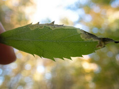 Nemorimyza posticata