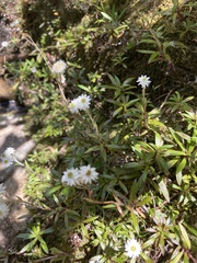 Anaphalioides trinervis