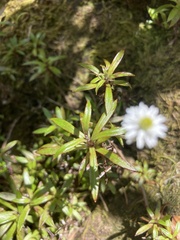 Anaphalioides trinervis