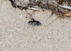 Cicindela hirticollis