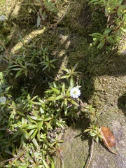 Anaphalioides trinervis