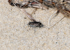 Cicindela hirticollis