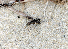 Cicindela hirticollis