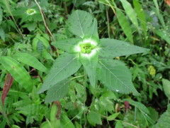 Euphorbia schiedeana