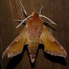 Deilephila porcellus
