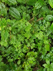 Selaginella uncinata