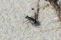 Cicindela hirticollis