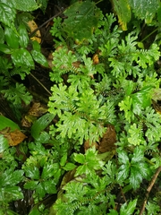 Selaginella uncinata