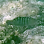 Halichoeres notospilus