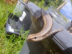 Cryptoblepharus buchananii