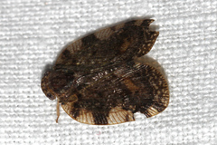 Aprivesa exuta