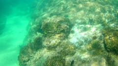 Halichoeres notospilus