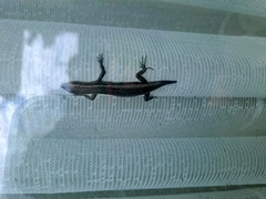 Cryptoblepharus buchananii