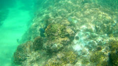 Halichoeres notospilus