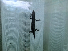 Cryptoblepharus buchananii