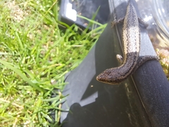 Cryptoblepharus buchananii