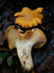 Cantharellus pallens