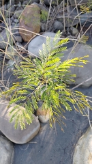 Leucaena leucocephala