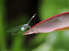 Micrathyria ocellata