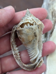 Phalium areola
