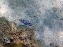 Canthigaster jactator