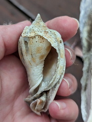 Phalium areola