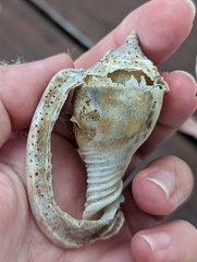 Phalium areola