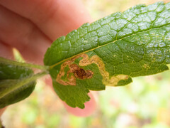 Calycomyza flavinotum