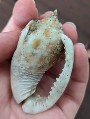 Phalium areola