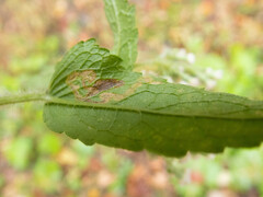 Calycomyza flavinotum