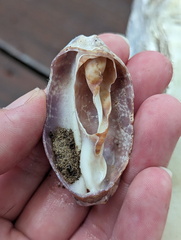 Phalium areola
