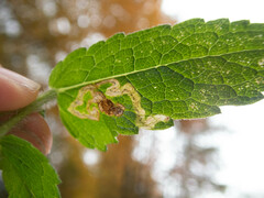 Calycomyza flavinotum