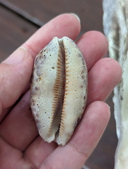 Phalium areola