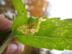Calycomyza flavinotum
