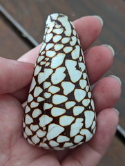 Conus marmoreus