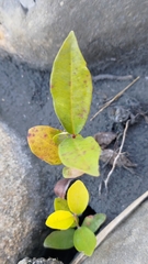 Syzygium buxifolium
