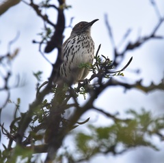 Toxostoma longirostre