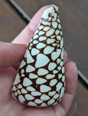 Conus marmoreus