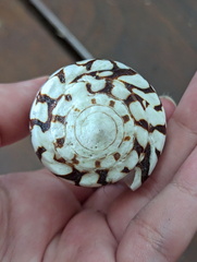 Conus marmoreus