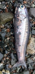California Headlightfish photo 3