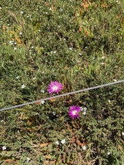 Carpobrotus virescens