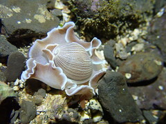 Hydatina zonata