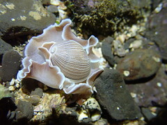 Hydatina zonata