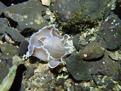 Hydatina zonata