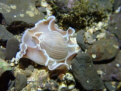 Hydatina zonata