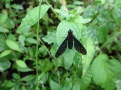 Cyananthrax cyanopterus