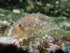 Sclerodoris apiculata
