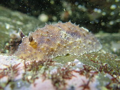 Sclerodoris apiculata