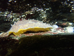 Sclerodoris apiculata
