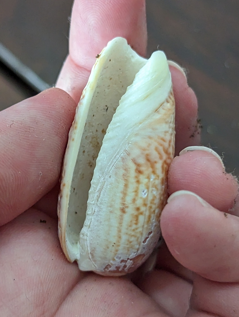 Oliva from South Mission Beach QLD 4852, Australia on December 25, 2022 ...